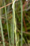 White fringed orchid